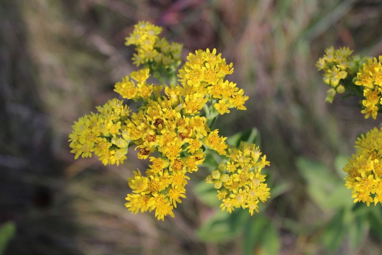 Ragweed Identifying Ragweed Vs Goldenrod Momcrieff