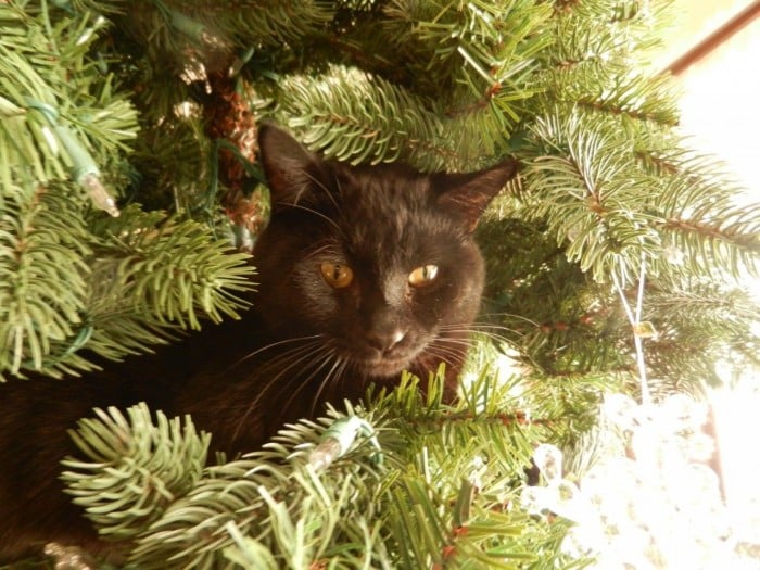 black cat peeking out of my Christmas tree
