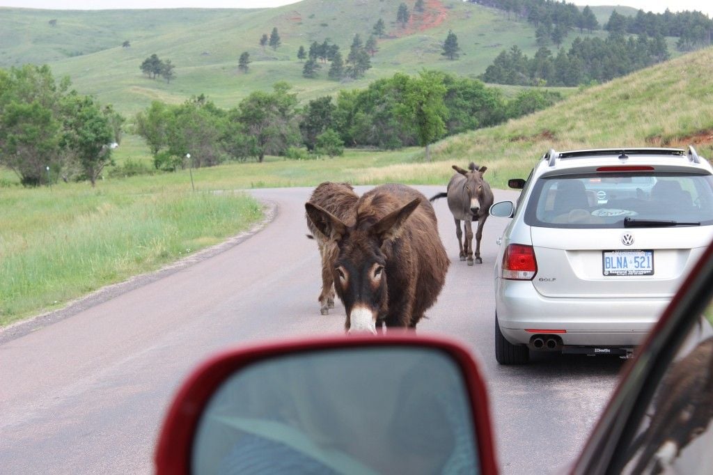 South Dakota family vacation, mid-west road trip