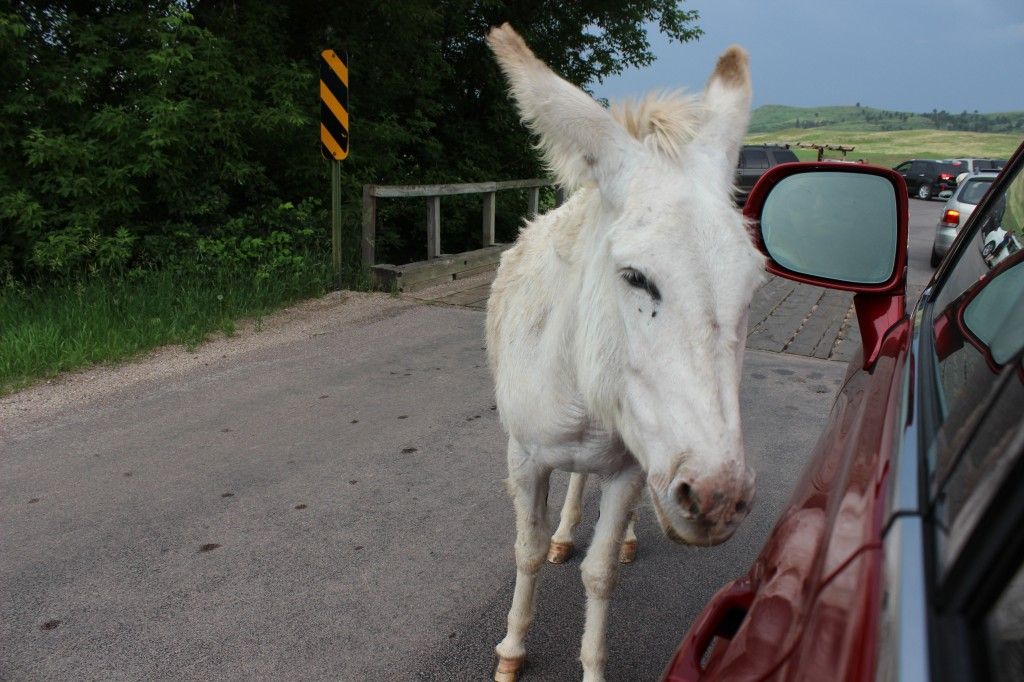 Burro using my mirror to rub his itchy eye on!