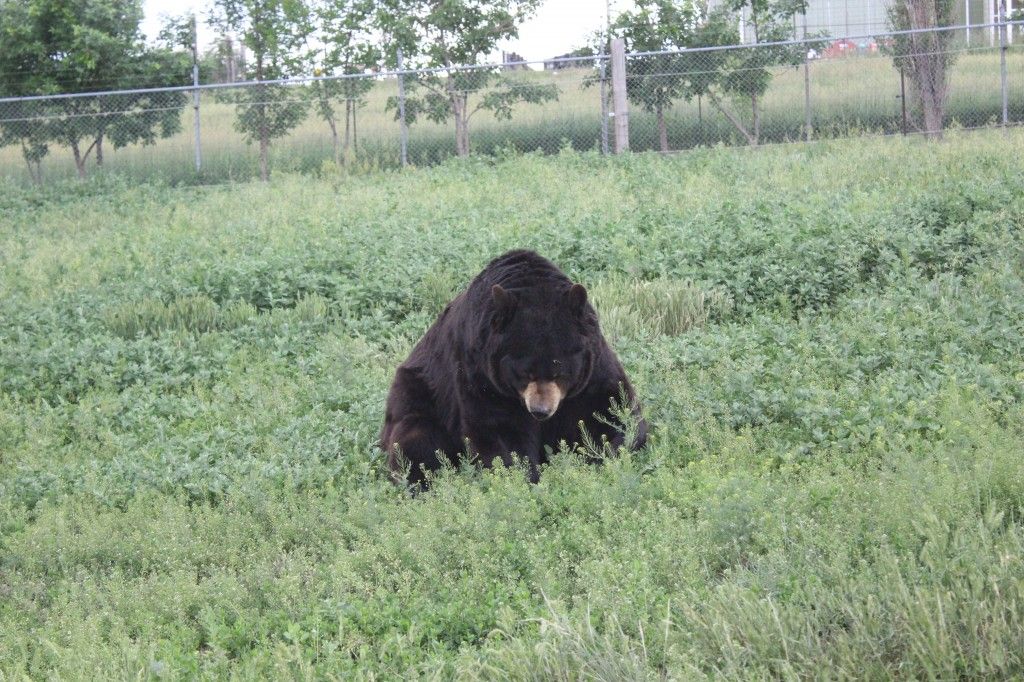 Bear at Bear Country USA