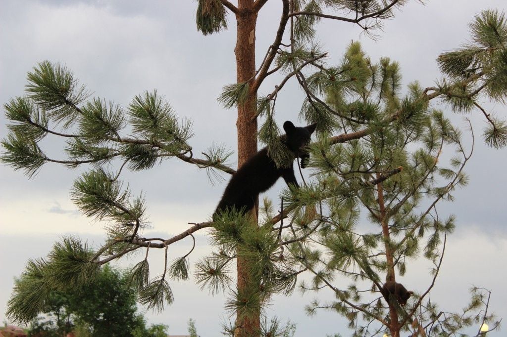 I swear these bears are part monkey. They had us laughing at their antics. And, yes, they do push each other off the trees.