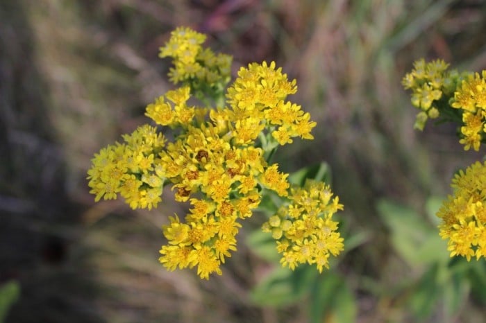 A closeup of a goldenrod flower. There are a few different ones so not all look exactly like this.
