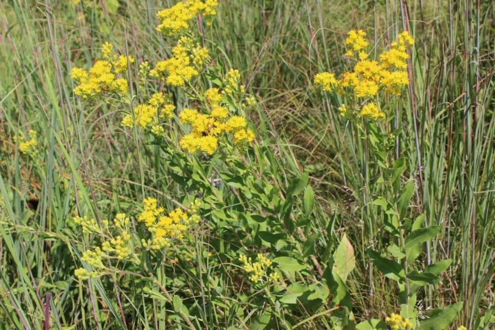 goldenrod growing in a field