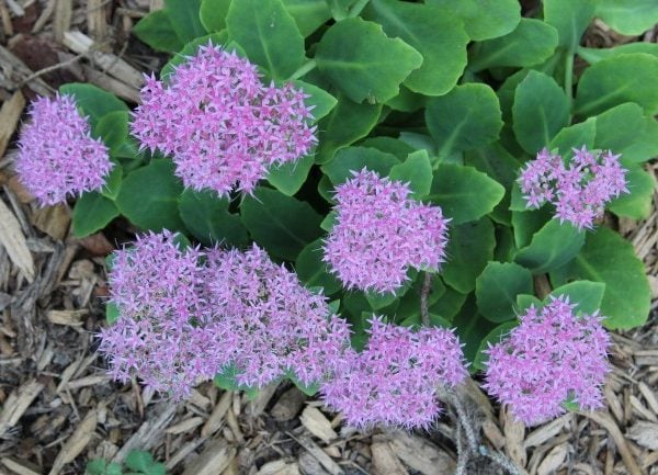 autumn joy sedums blooming a pretty pink