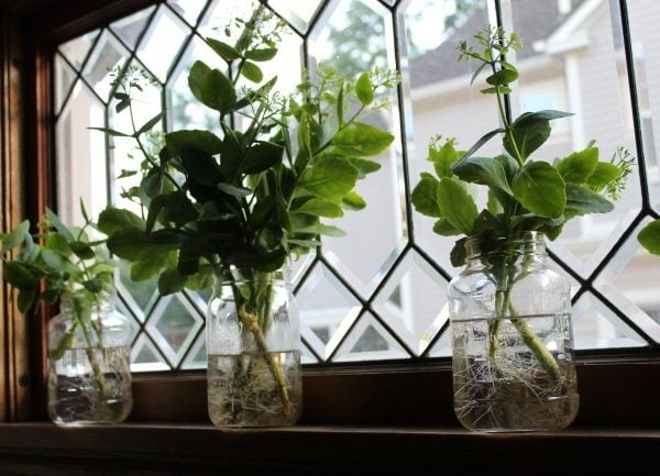 autumn joy sedum cutting in a mason jar in front of a leaded window