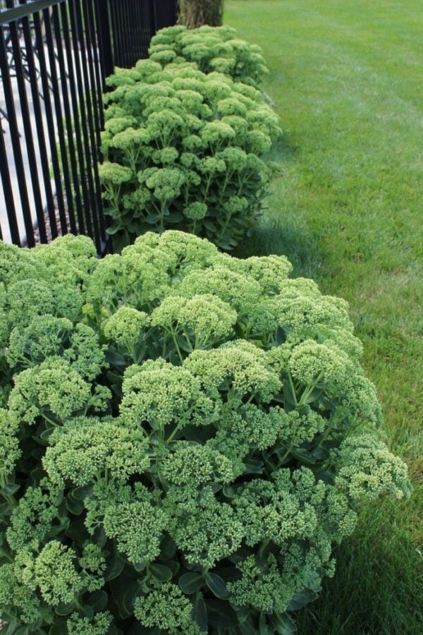 Autumn sedum in the early summer. The flower of this sedum is a beautiful green!