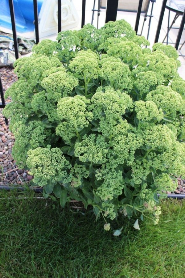 A beautiful autumn sedum still green since it's earlier in the summer.