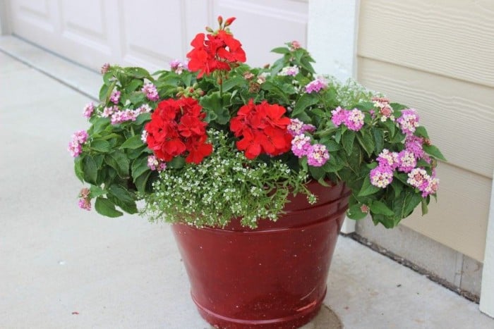 Red pot with red geraniums and white alyssum.