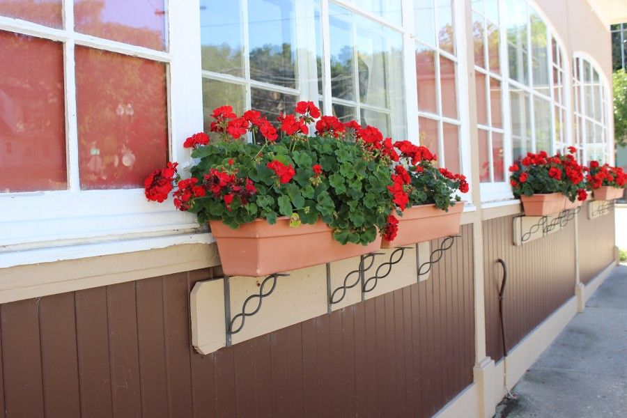 planter ideas, geranium planters,