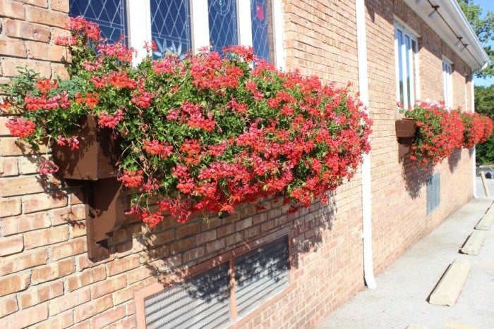 Beautiful red flowers in a window box.