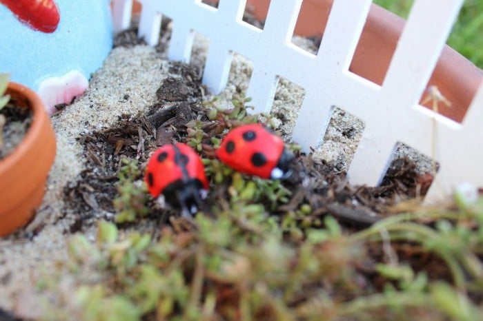 Fairy Garden