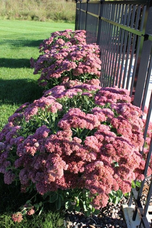 Autumn sedum with pink blooms along a black metal fence