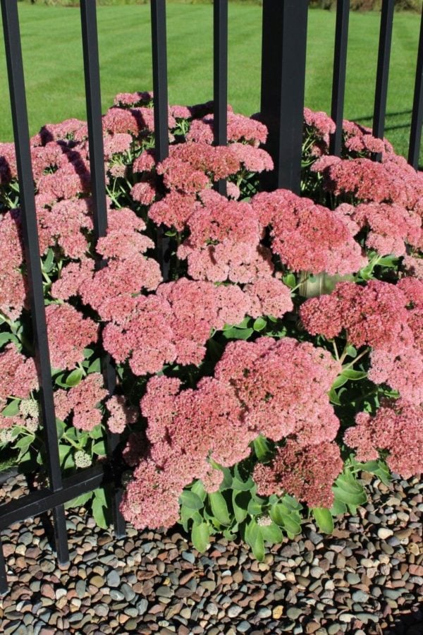 autumn sedum growing by a black fence