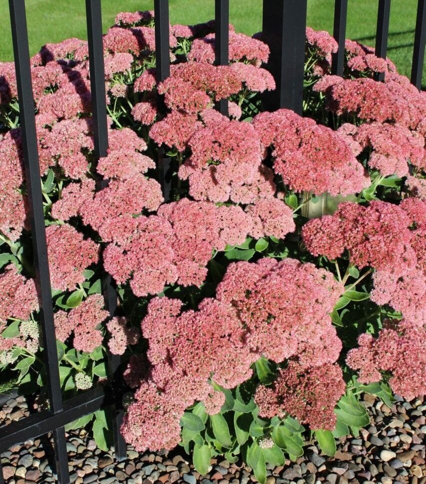 autumn sedum growing by a black fence