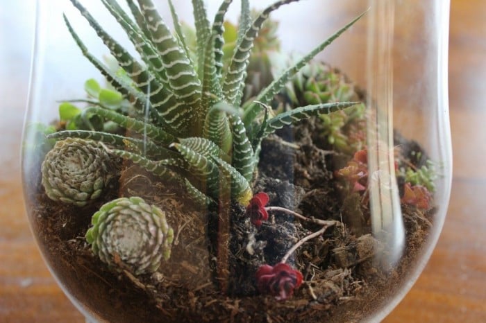 terrarium