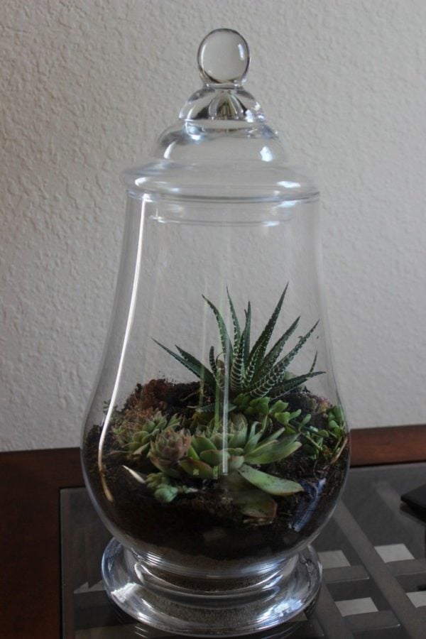 terrarium.