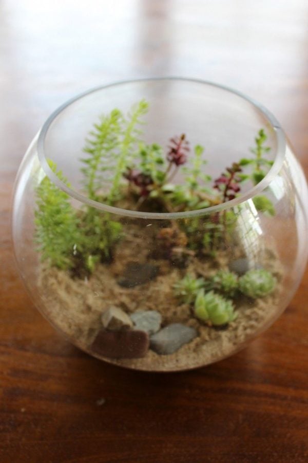 terrarium