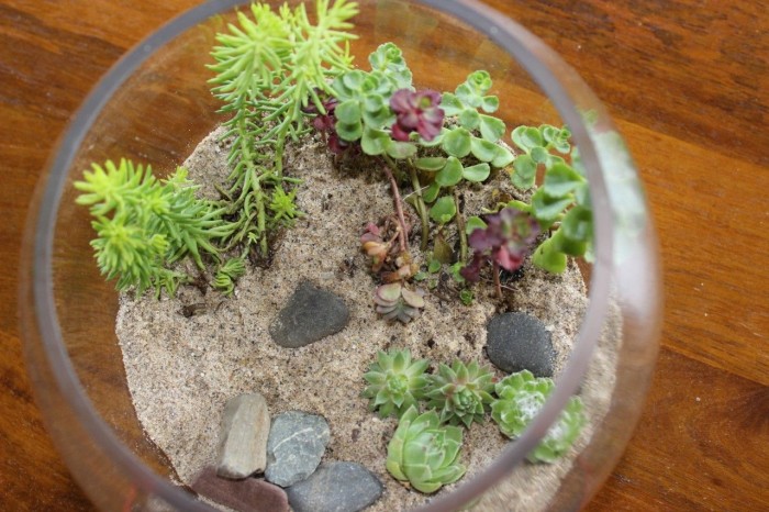 terrarium