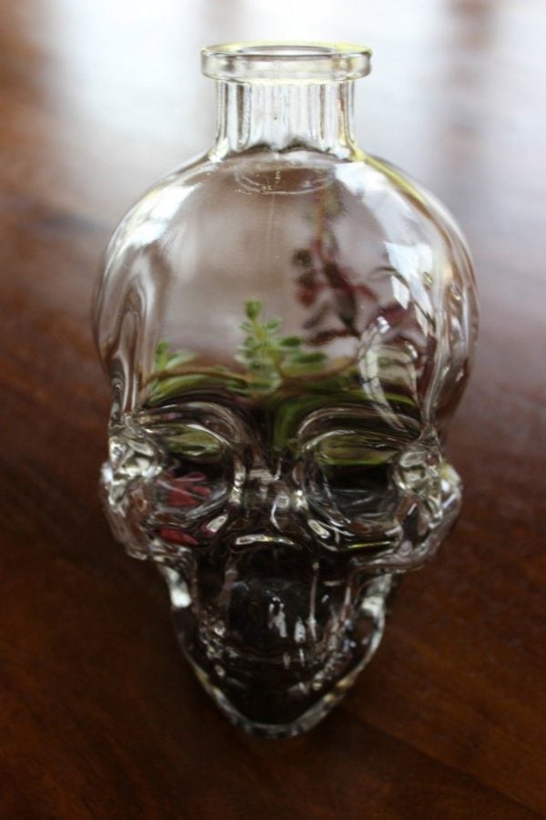 My son's other terrarium. Halloweenish?