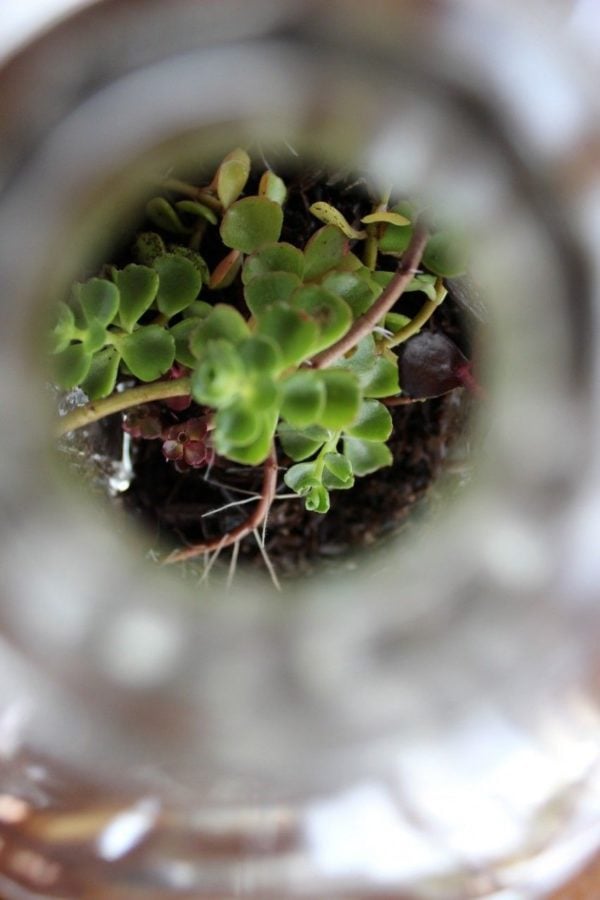 terrarium