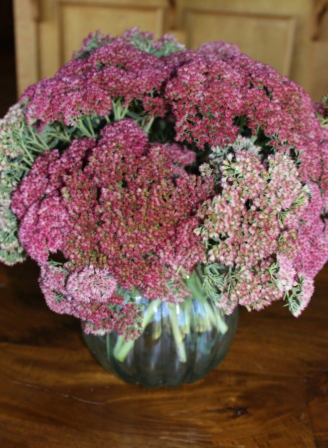 Autumn Sedum in a vase