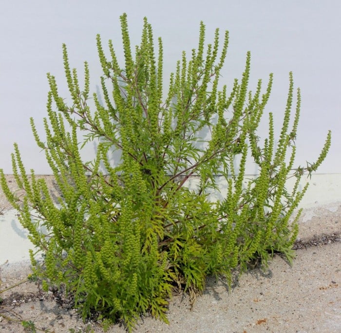 ragweed blooming