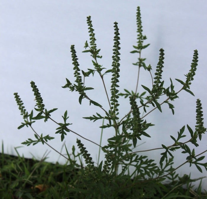 ragweed flower