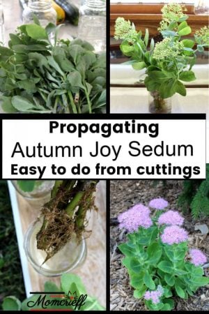 a collage of pictures showing autumn joy propagating