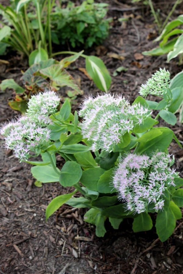 autumn joy sedum feshly planted cutting