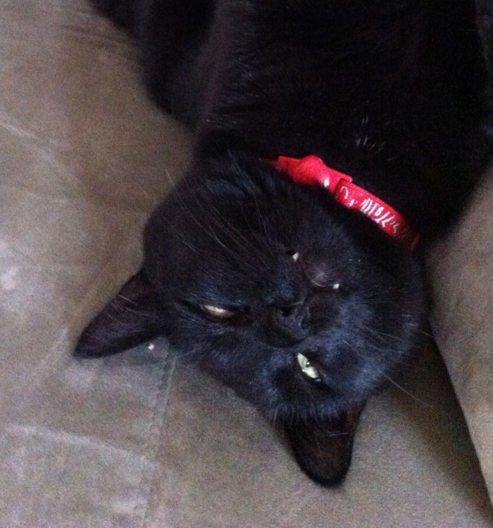 Look closely, those fangs don't fit into his mouth!