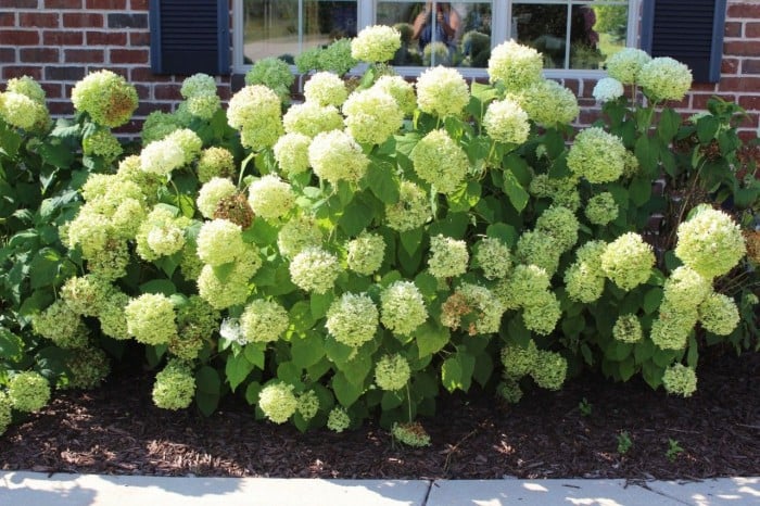 Annabelle hydrangea