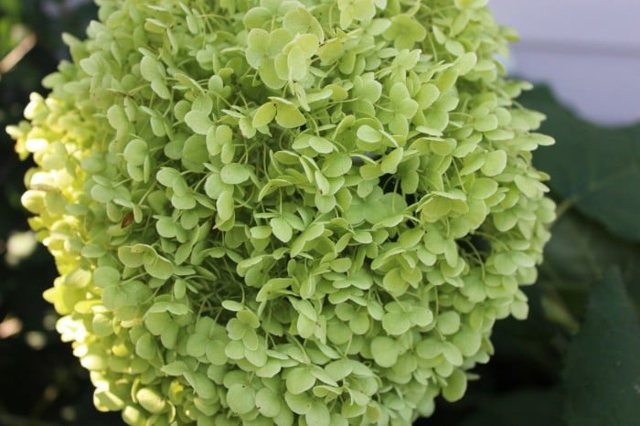 A beautiful hydrangea flower.