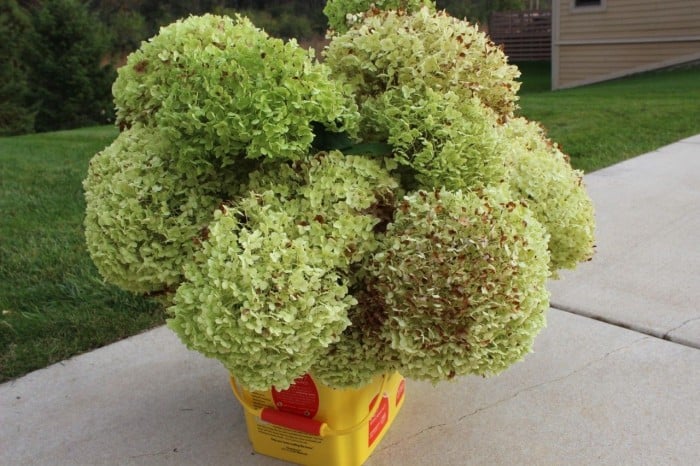 Hydrangeas just cut.