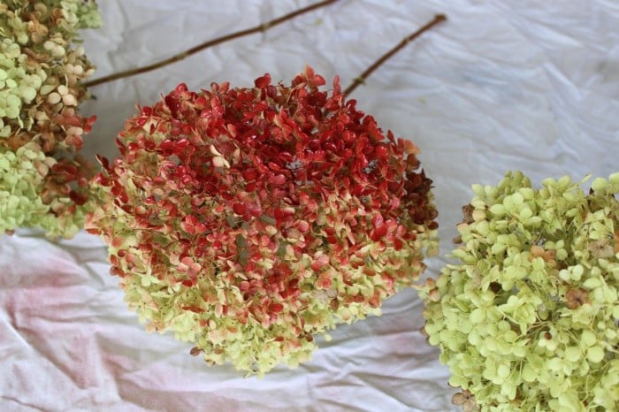 Starting to spray paint my red hydrangeas.