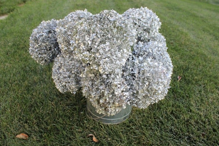 Silver hydrangeas.