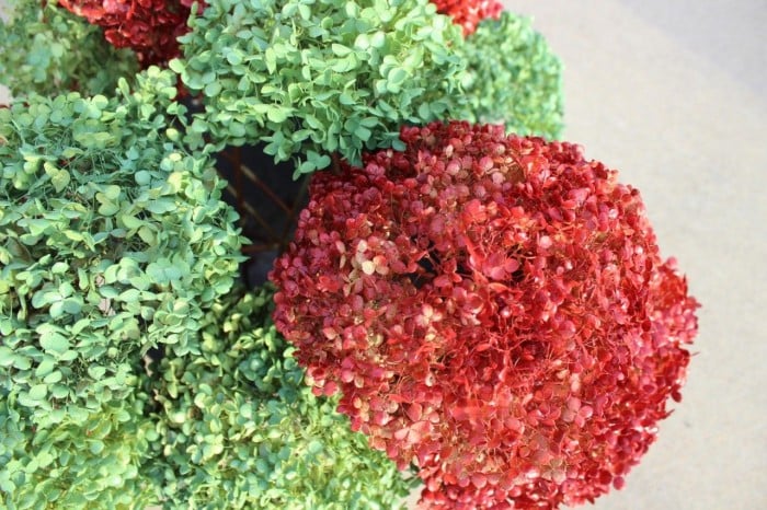 My red and green spray painted hydrangeas.