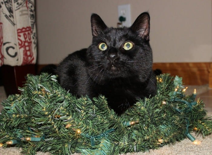 My Raji pie. Sitting in the middle of my wreath when I put it down for a moment.