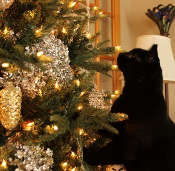 my black cat and the Christmas tree