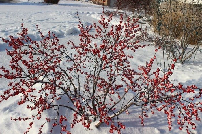 Outdoor Christmas decorations.