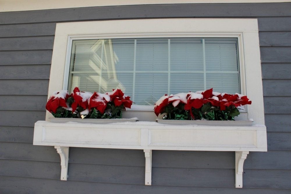 pointsettas in a holiday themed window box