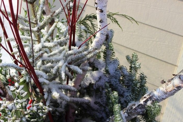 Christmas planters