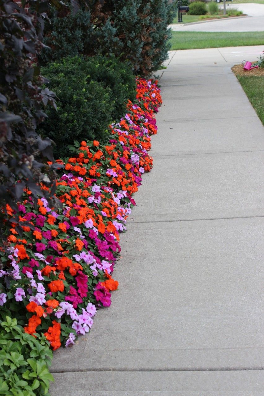 impatiens beside walkway