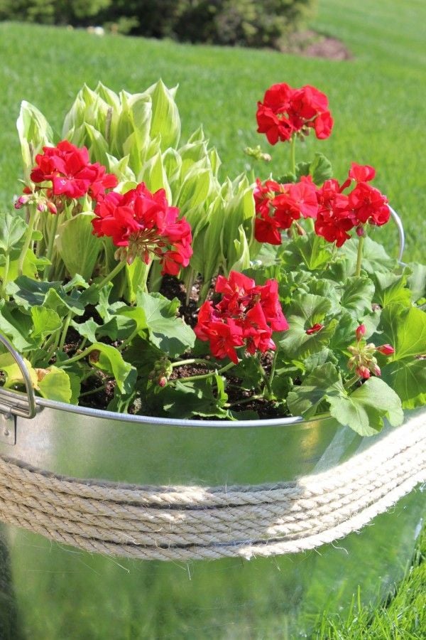 closeup of geraniums in rope wrapped metal planter