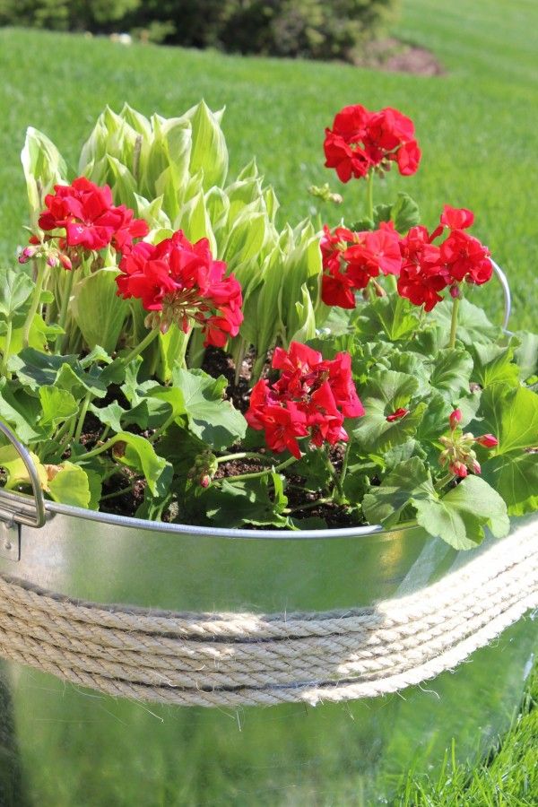 galvanized steel planter with geraniums and hostas