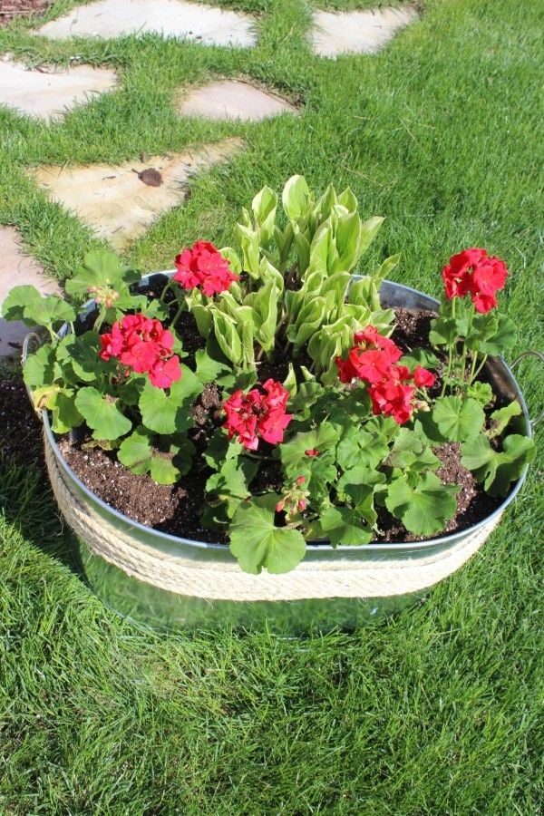 red geraniums and hostas in a metal planter