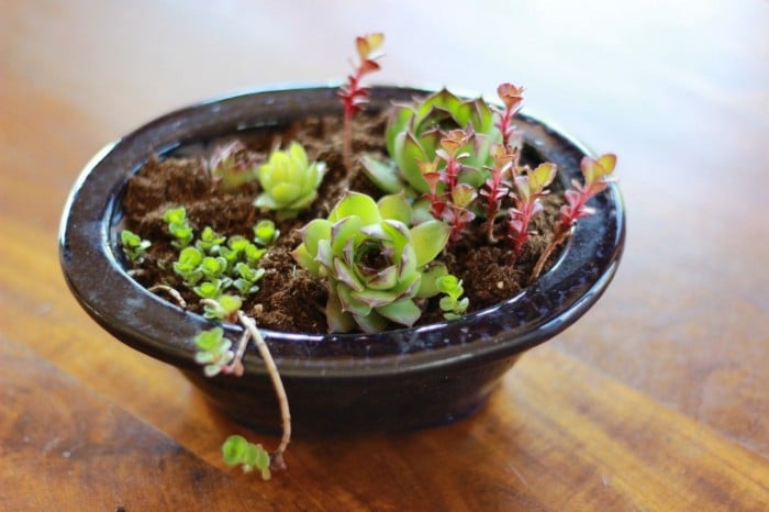 succulents in a container garden