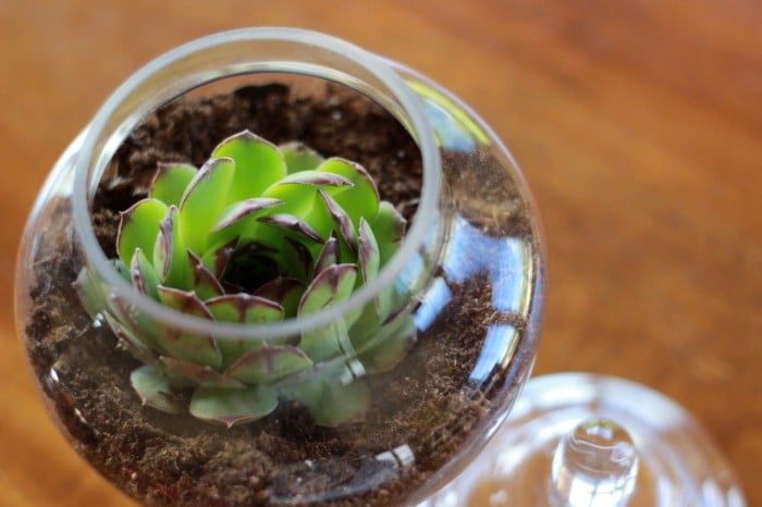 hens and chicks in an apothocary jar