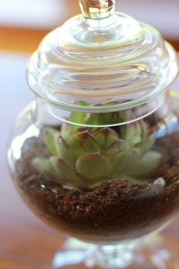 succulent in a small apothacary jar.