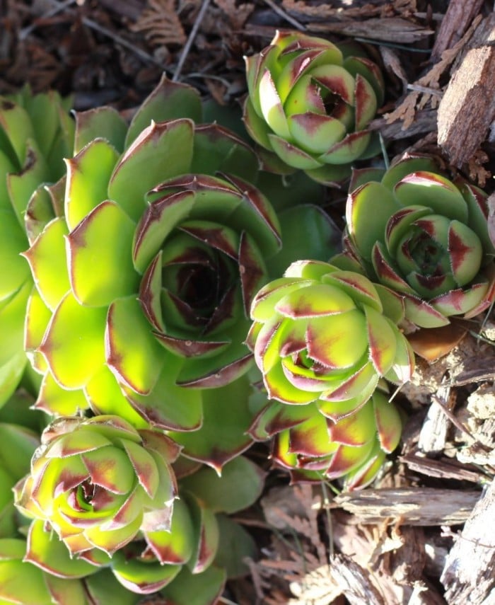 succulents growing in the ground